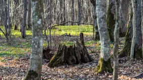 Wiosenny las przy Sztynorcie, kwiecień 2022 - zdjęcie 41