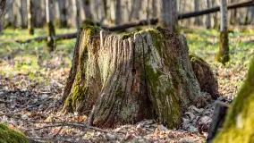 Wiosenny las przy Sztynorcie, kwiecień 2022 - zdjęcie 24