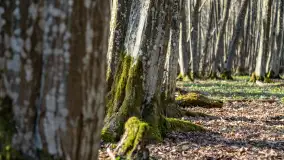 Wiosenny las przy Sztynorcie, kwiecień 2022 - zdjęcie 53