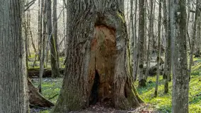 Wiosenny las przy Sztynorcie, kwiecień 2022 - zdjęcie 21