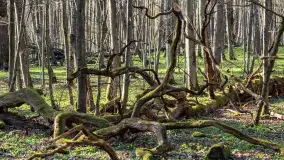 Wiosenny las przy Sztynorcie, kwiecień 2022 - zdjęcie 38