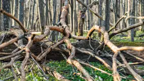 Wiosenny las przy Sztynorcie, kwiecień 2022 - zdjęcie 34