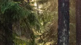 Styczniowy spacer po lesie w okolicach Rucianego-Nidy - zdjęcie 19