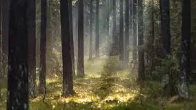 Styczniowy spacer po lesie w okolicach Rucianego-Nidy - zdjęcie 6