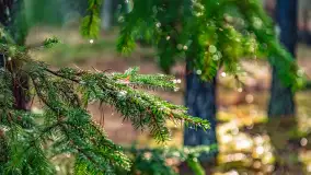 Styczniowy spacer po lesie w okolicach Rucianego-Nidy - zdjęcie 3