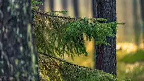 Styczniowy spacer po lesie w okolicach Rucianego-Nidy - zdjęcie 14