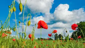 Wiosenny mix ujęć, kwiecień - czerwiec 2022 r. - zdjęcie 45