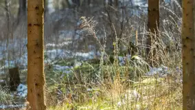 Trochę wiosny, trochę zimy... - zdjęcie 29