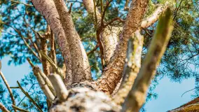 Zatoka Mrówcza, jezioro Ryńskie, luty 2023 - zdjęcie 15