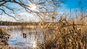 Zatoka Mrówcza, jezioro Ryńskie, luty 2023 - zdjęcie 35