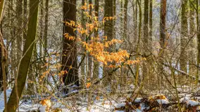 Spacer po lesie kętrzyńskim, górka poznańska i rzeka Guber - zdjęcie 30