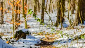 Spacer po lesie kętrzyńskim, górka poznańska i rzeka Guber - zdjęcie 24