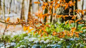 Spacer po lesie kętrzyńskim, górka poznańska i rzeka Guber - zdjęcie 21