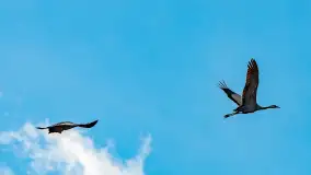 Wiosenne zbiorowiska ptaków, luty 2023 r. - zdjęcie 10