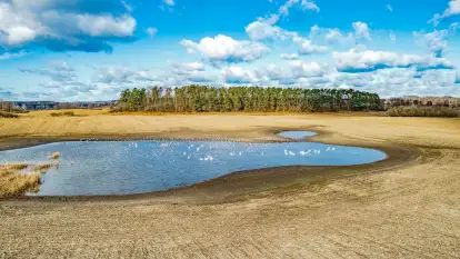 Wiosenne zbiorowiska ptaków, luty 2023 r.