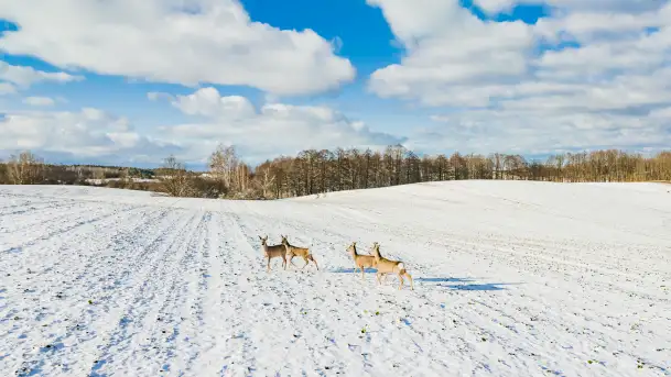 Niedzielne popołudnie widziane z drona, Ryn i okolice - zdjęcie 5