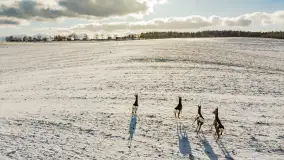 Niedzielne popołudnie widziane z drona, Ryn i okolice - zdjęcie 12