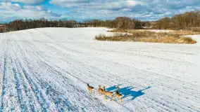 Niedzielne popołudnie widziane z drona, Ryn i okolice - zdjęcie 9