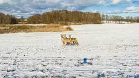 Niedzielne popołudnie widziane z drona, Ryn i okolice - zdjęcie 20