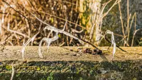 Słonecznie i zimowo przy moście Sztynorckim - zdjęcie 18
