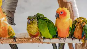 Odwiedziliśmy papugarnię w Wilkasach, luty 2023 r. - zdjęcie 17