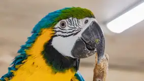 Odwiedziliśmy papugarnię w Wilkasach, luty 2023 r. - zdjęcie 7