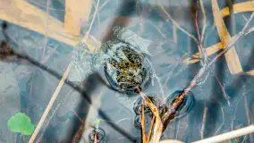 Węgorapa i kanał Węgorzewski pod koniec marca 2023 r. - zdjęcie 30