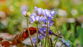 Wiosna i rozlewiska przy jeziorze Siercze niedaleko Gierłoży - zdjęcie 10