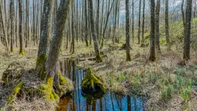 Wiosna już jest, taka prawdziwa, zielona i ciepła - zdjęcie 4