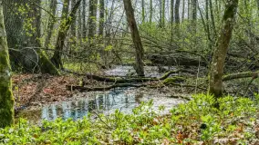 Wiosna już jest, taka prawdziwa, zielona i ciepła - zdjęcie 17