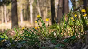 Foto spacer po lesie miejskim w Giżycku, kwiecień 2023 r. - zdjęcie 19