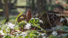 Foto spacer po lesie miejskim w Giżycku, kwiecień 2023 r. - zdjęcie 5