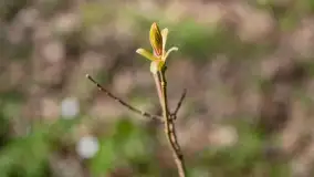 Foto spacer po lesie miejskim w Giżycku, kwiecień 2023 r. - zdjęcie 29