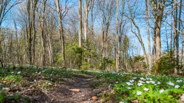 Foto spacer po lesie miejskim w Giżycku, kwiecień 2023 r.