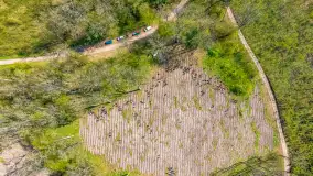 Przy Wilczym Szańcu posadzono 5000 dębów - zdjęcie 57