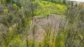 Przy Wilczym Szańcu posadzono 5000 dębów - zdjęcie 66