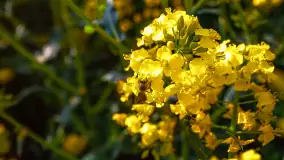 Wspomnienia rzepakowych pól na Mazurach 2023 - zdjęcie 31