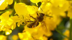 Wspomnienia rzepakowych pól na Mazurach 2023 - zdjęcie 36