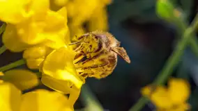 Wspomnienia rzepakowych pól na Mazurach 2023 - zdjęcie 46