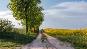 Wspomnienia rzepakowych pól na Mazurach 2023 - zdjęcie 17