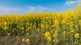 Wspomnienia rzepakowych pól na Mazurach 2023 - zdjęcie 8