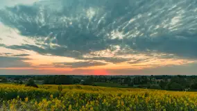 Wspomnienia rzepakowych pól na Mazurach 2023 - zdjęcie 14