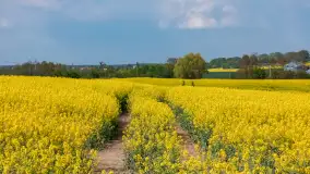 Wspomnienia rzepakowych pól na Mazurach 2023 - zdjęcie 28
