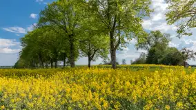 Wspomnienia rzepakowych pól na Mazurach 2023 - zdjęcie 13