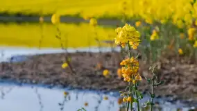 Wspomnienia rzepakowych pól na Mazurach 2023 - zdjęcie 24