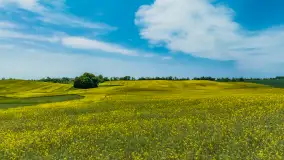 Wspomnienia rzepakowych pól na Mazurach 2023 - zdjęcie 65