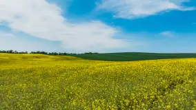 Wspomnienia rzepakowych pól na Mazurach 2023 - zdjęcie 68