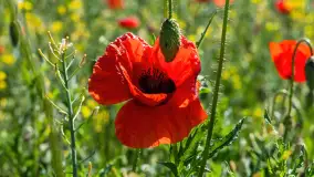 Makowe, mazurskie, czerwone pola, czerwiec 2023 r. - zdjęcie 38