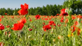 Makowe, mazurskie, czerwone pola, czerwiec 2023 r. - zdjęcie 30