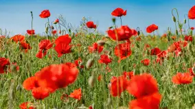 Makowe, mazurskie, czerwone pola, czerwiec 2023 r. - zdjęcie 5